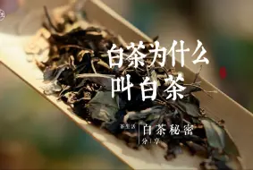 下载视频: 白茶为什么叫白茶，很多老茶客都不知道其中奥秘！