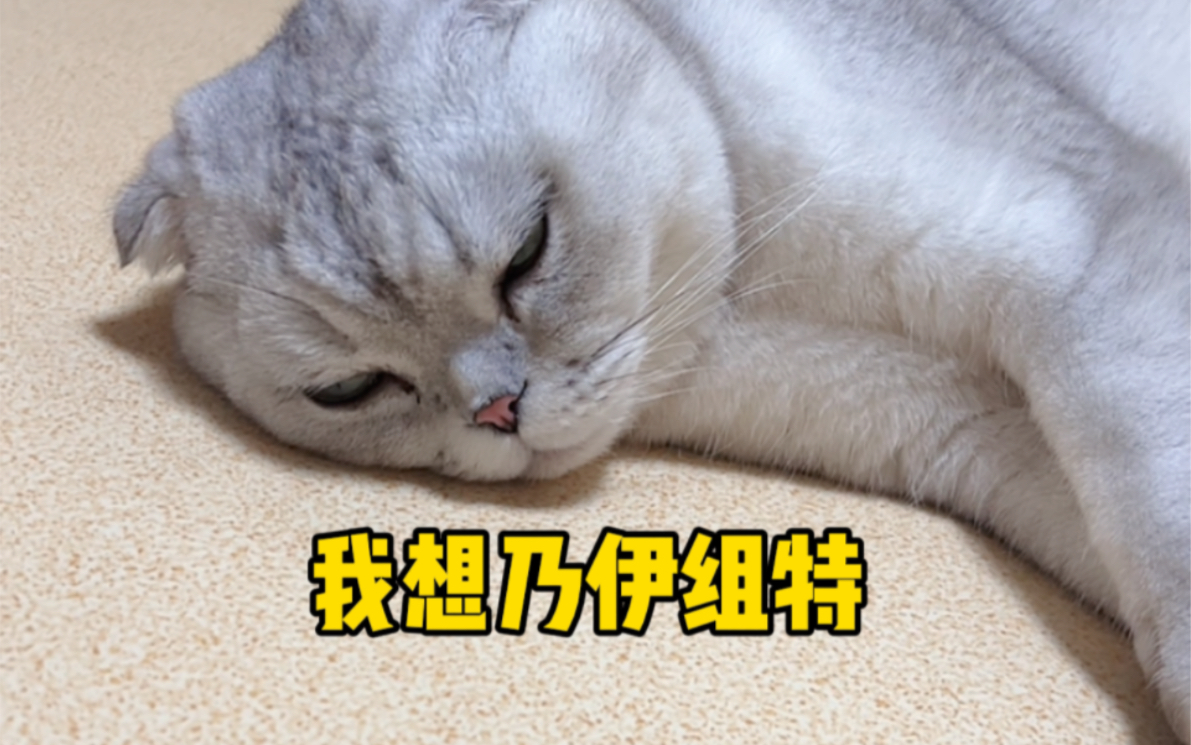 salute猫表情包图片