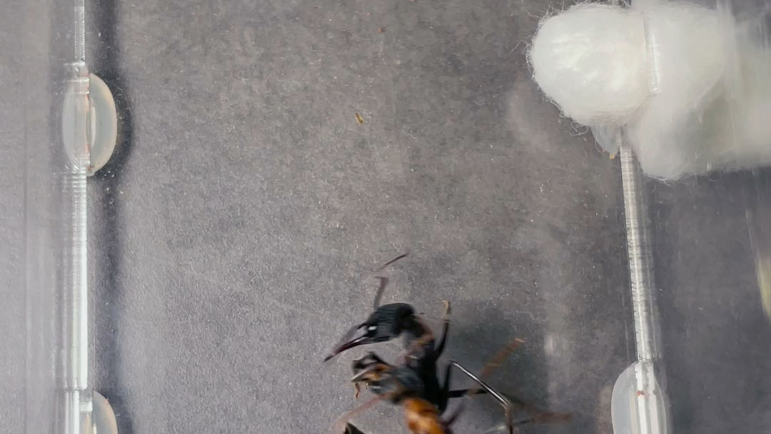 活动作品蚁皇帝梨形牛蚁vs暗足牛蚁