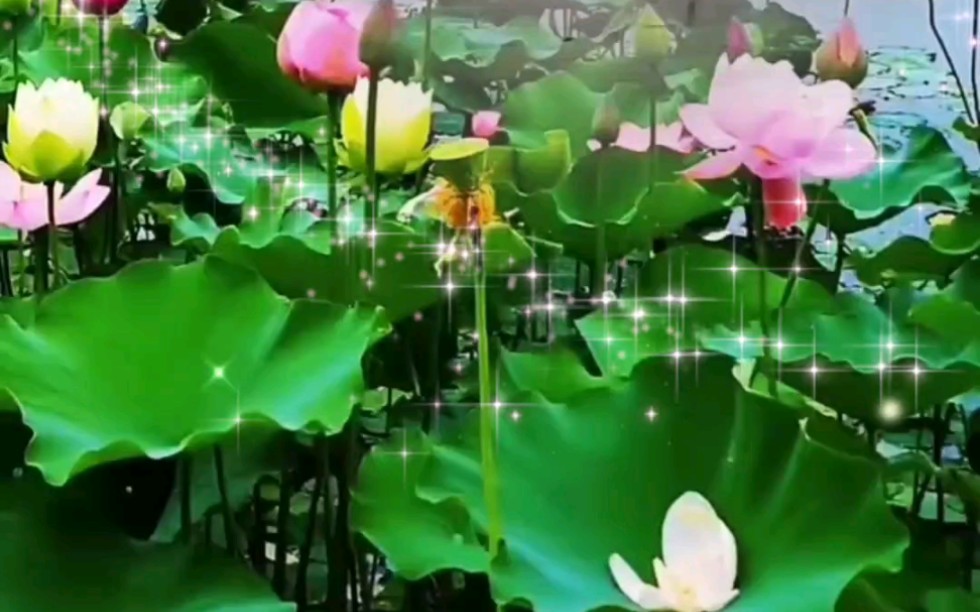 惊!疑似目睹李子林偶像莲巳敬人化形下凡莲花现真身!!_哔哩哔哩_bilibili