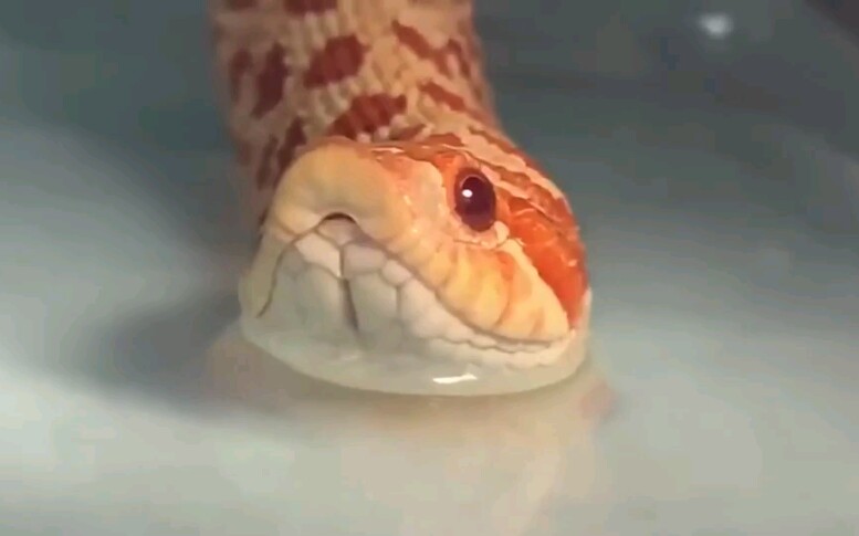 猪鼻蛇喝水表情包图片