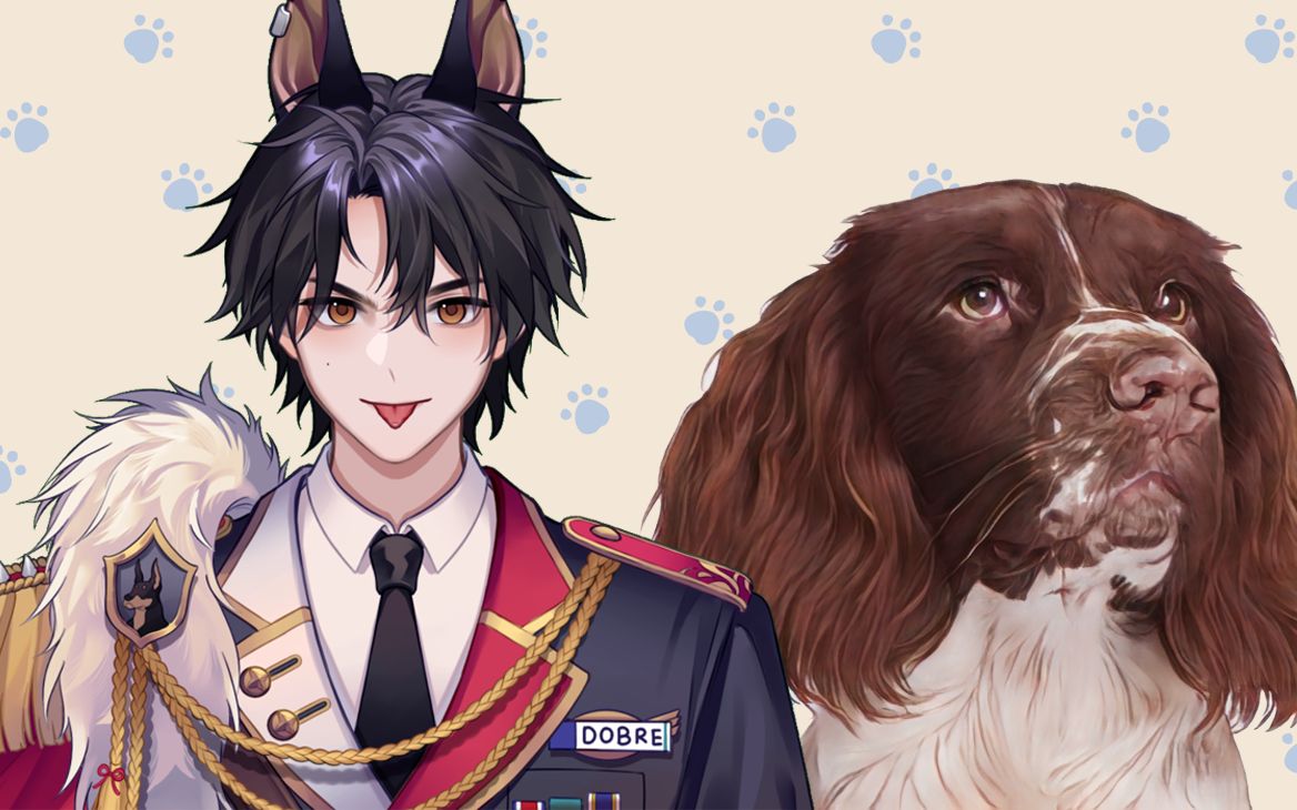 【dobre的狗狗百科】第36期【英国史宾格猎犬(english springer