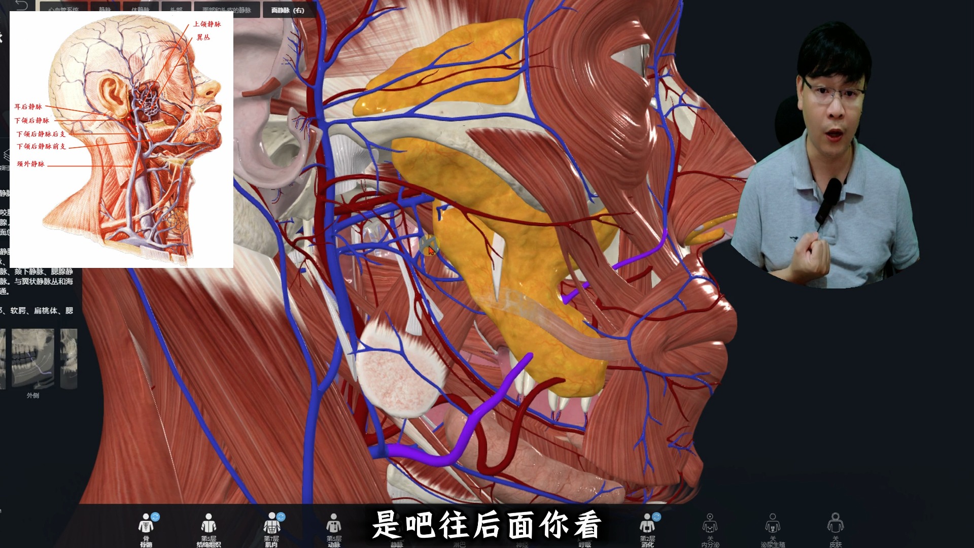 3d演示下颌后静脉引流的范围