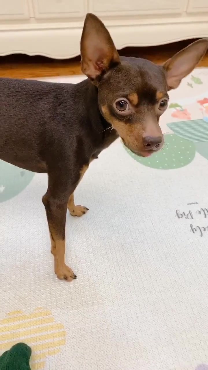 鹿犬啵啵乐非要吃草莓,它的做法太聪明了,网友:贪吃狗一枚