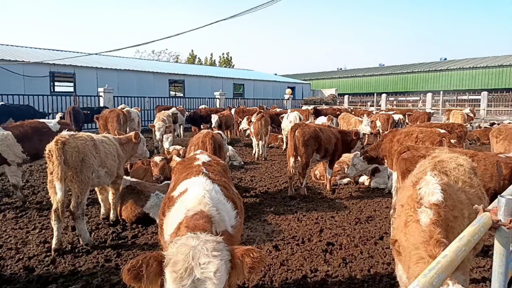 那里有西门塔尔牛,湖北肉牛养殖场,安徽那里有西门塔尔牛养殖场
