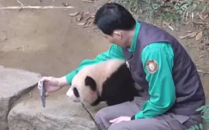 Скачать видео: 宋爷爷带娃和姜爷爷带娃，画风完全不一样，爱宝摆烂式带娃直接胜出