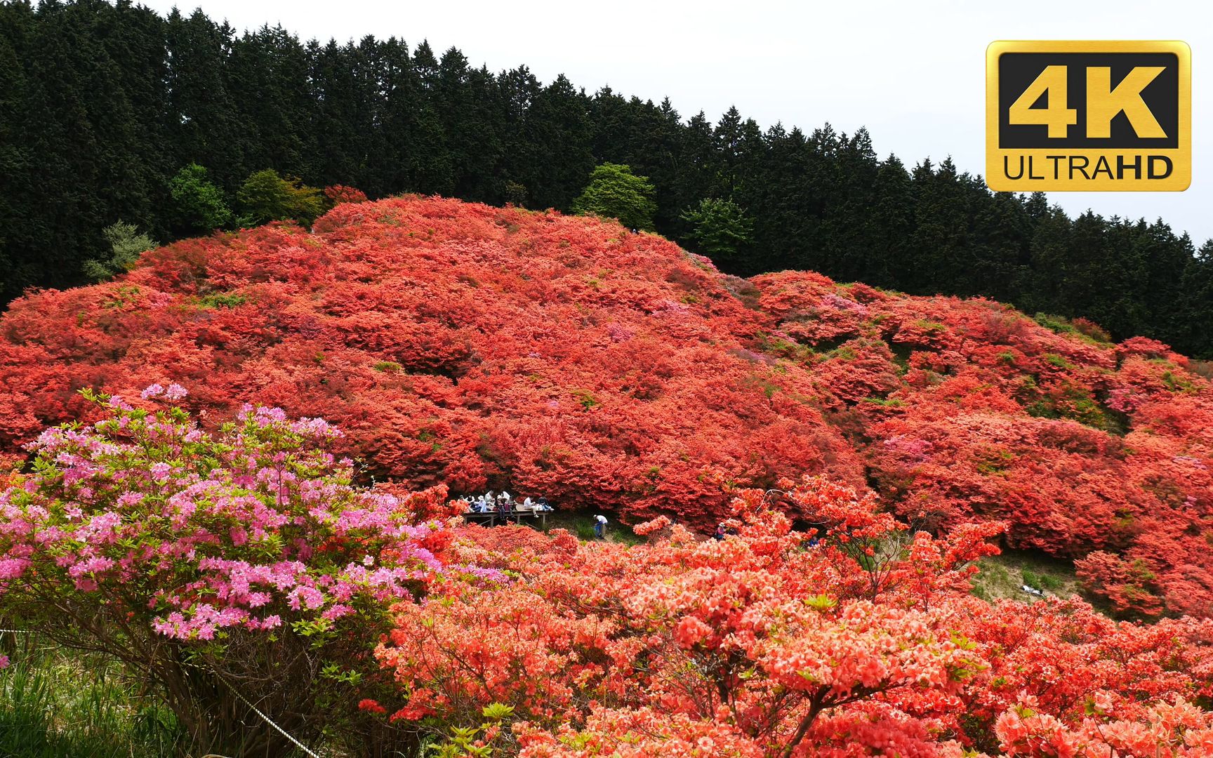 [图]【4K原画】大和葛城山美景，看万山红遍，层林尽染