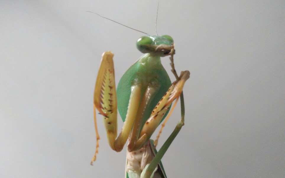 给配着的马盾螳螂喂水