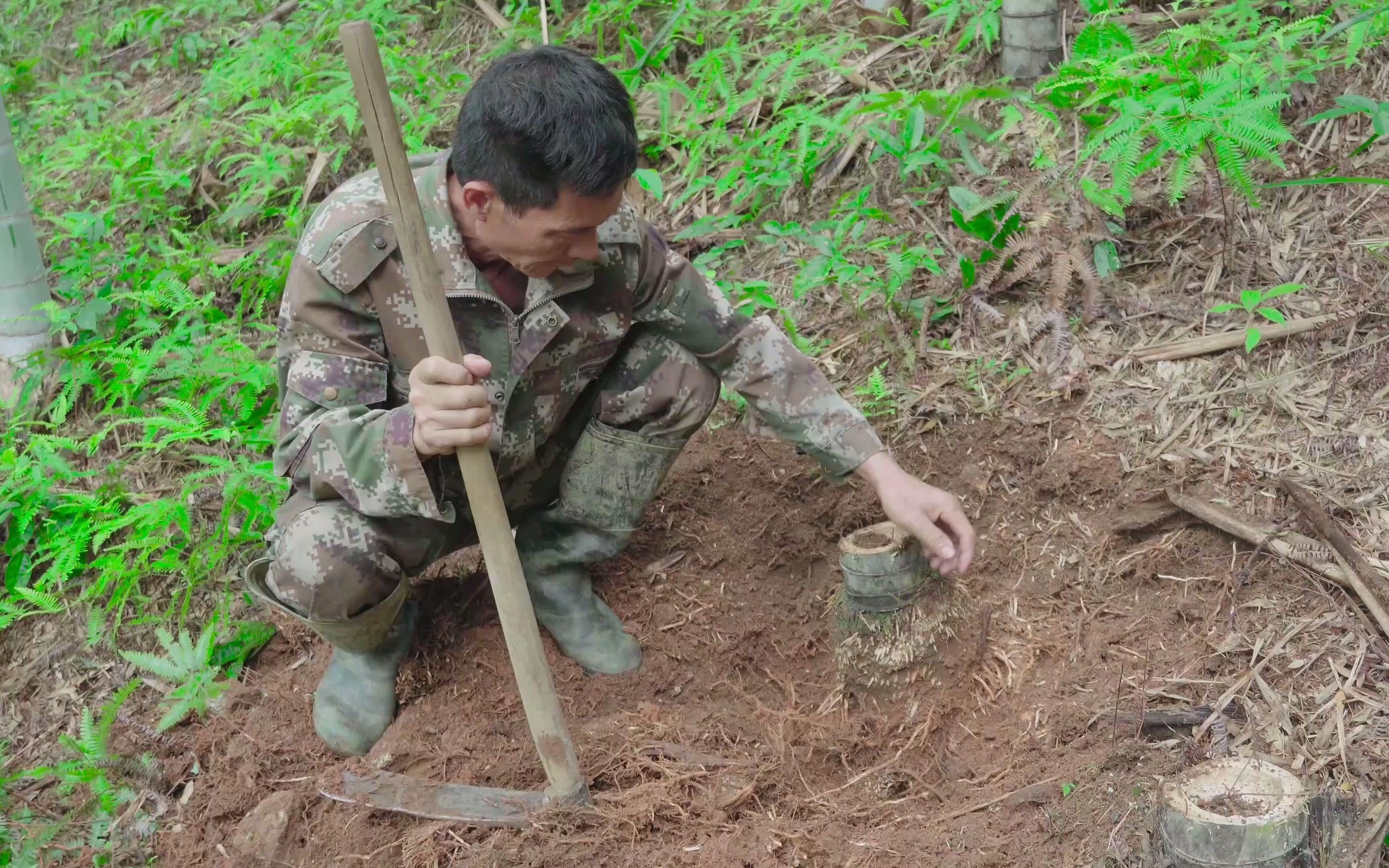 野外一个竹兜50元没人挖,农村大哥挖回去加工,价格立刻翻十倍哔哩哔哩bilibili