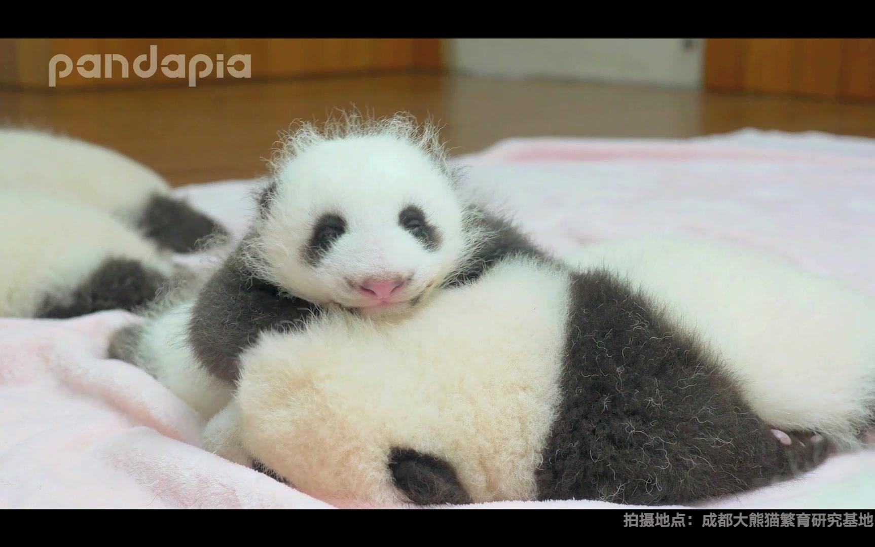 pandapia熊猫派《爱的守望》限量版邮折哔哩哔哩bilibili