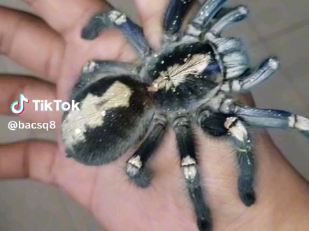 老外的蓝宝石华丽雨林