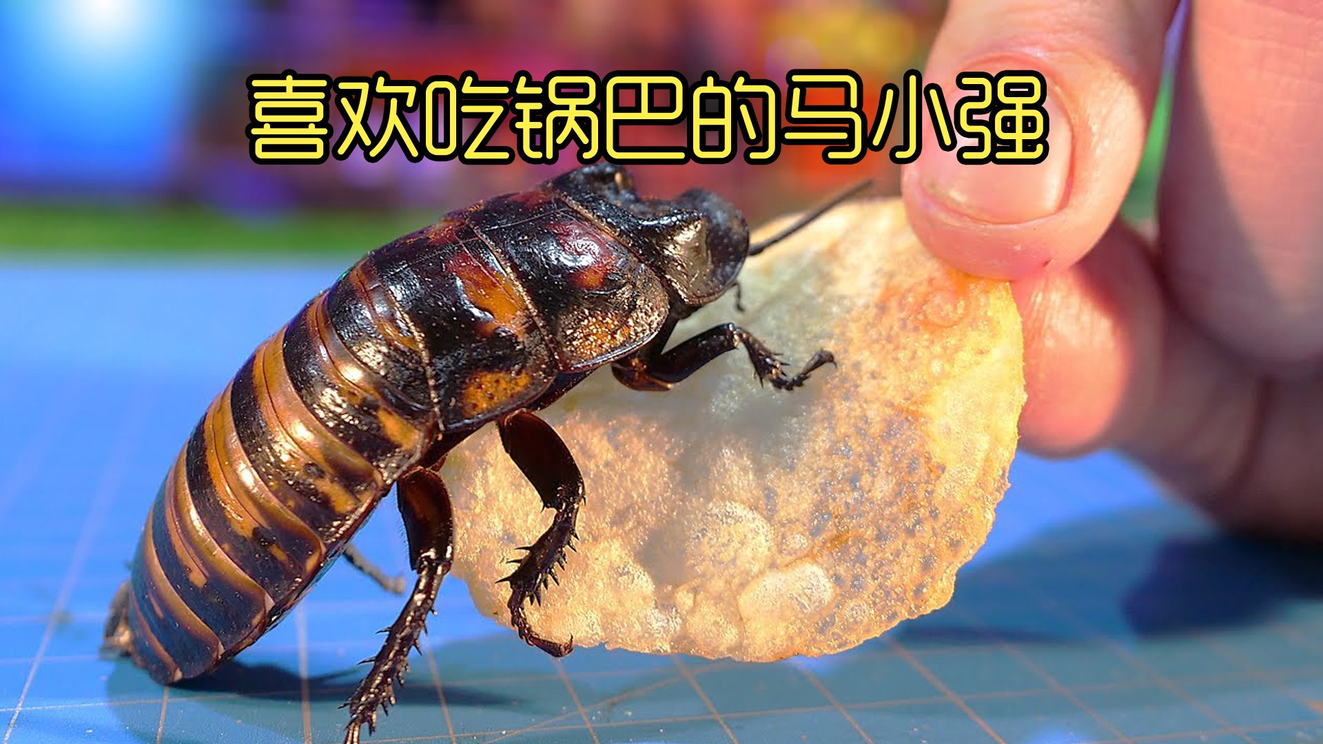 沉浸式养小强,给小强吃7种不健康的食物,奇怪的事发生了