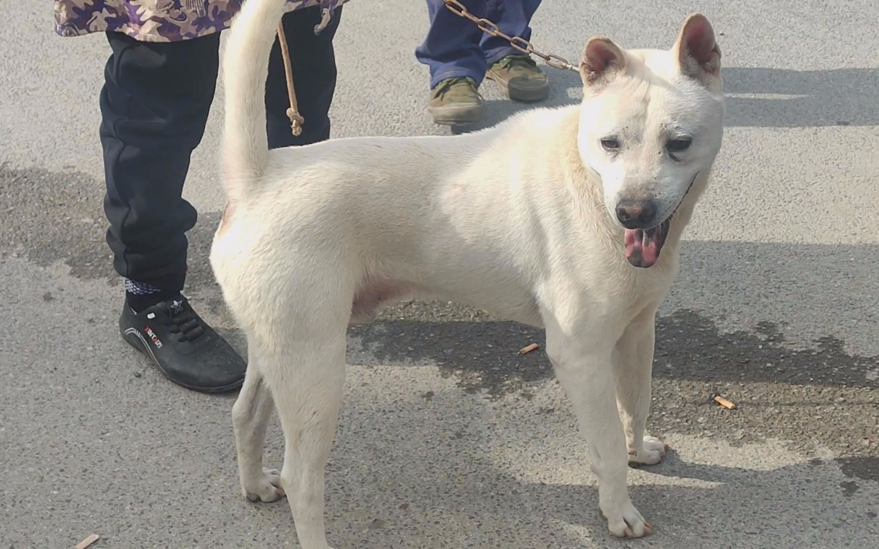 贵州从江猎犬怎样图片