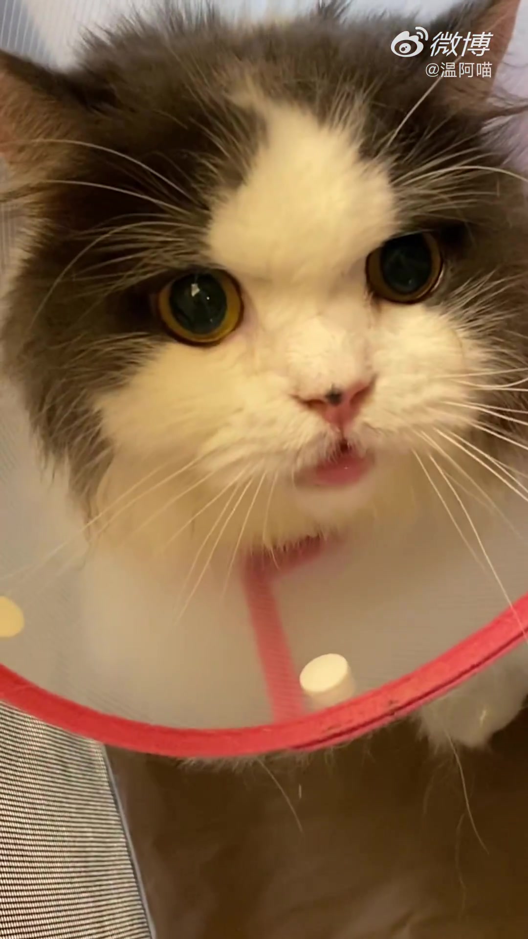 颜值即正义谁说不是呢