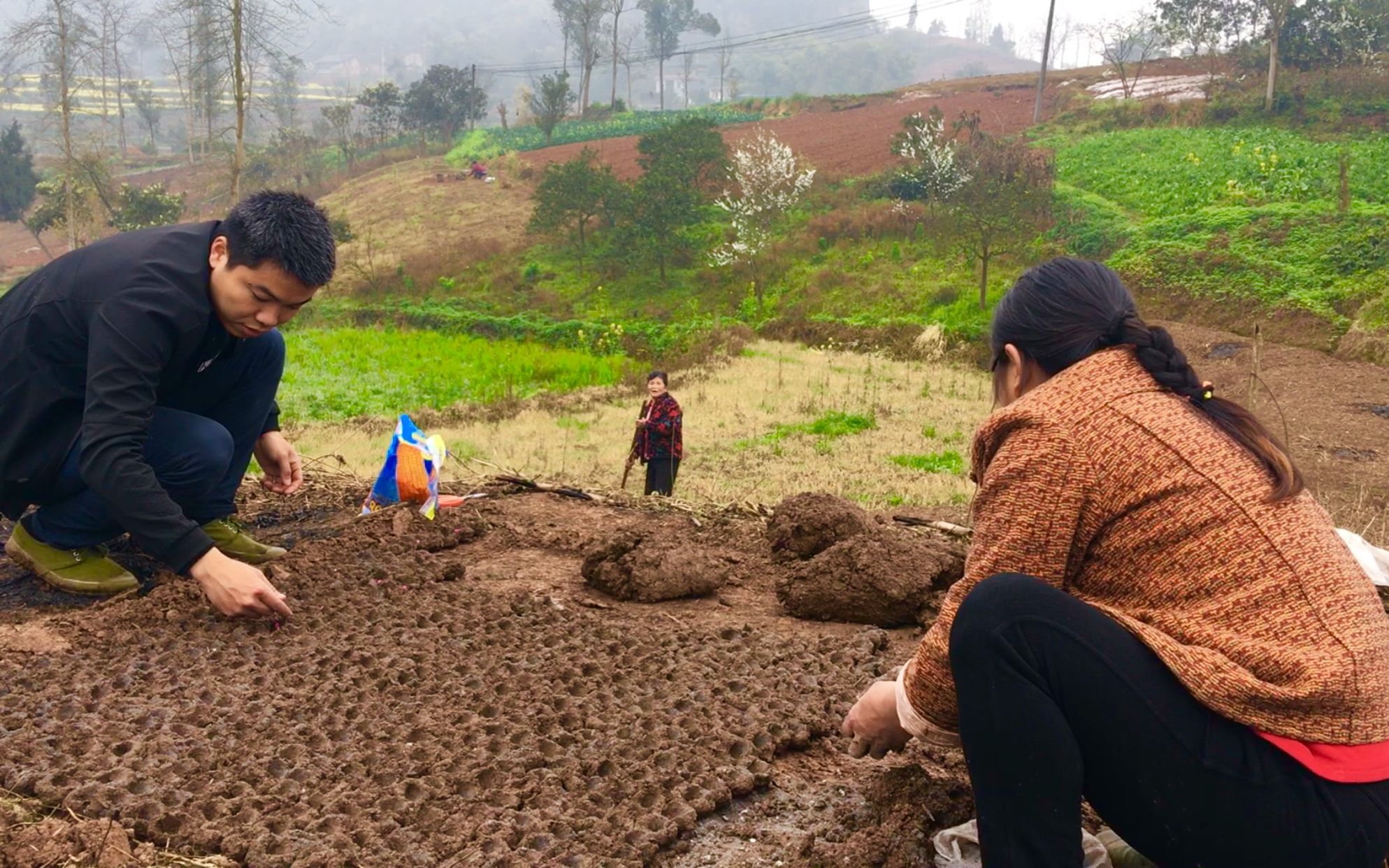 西南何哥,重庆农村种玉米要先育苗再移栽,这育苗方法你有见过吗