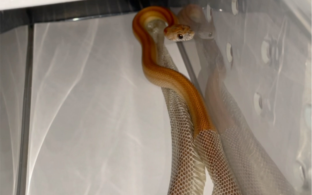 宠物玉米蛇的完整蜕皮