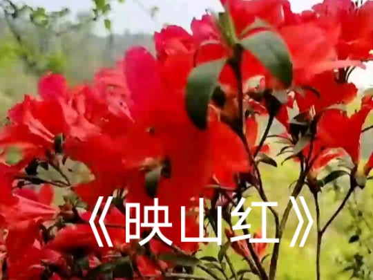 《映山红》,经典红歌!一代一代相传唱!盼光明,盼幸福,向往美好未来!