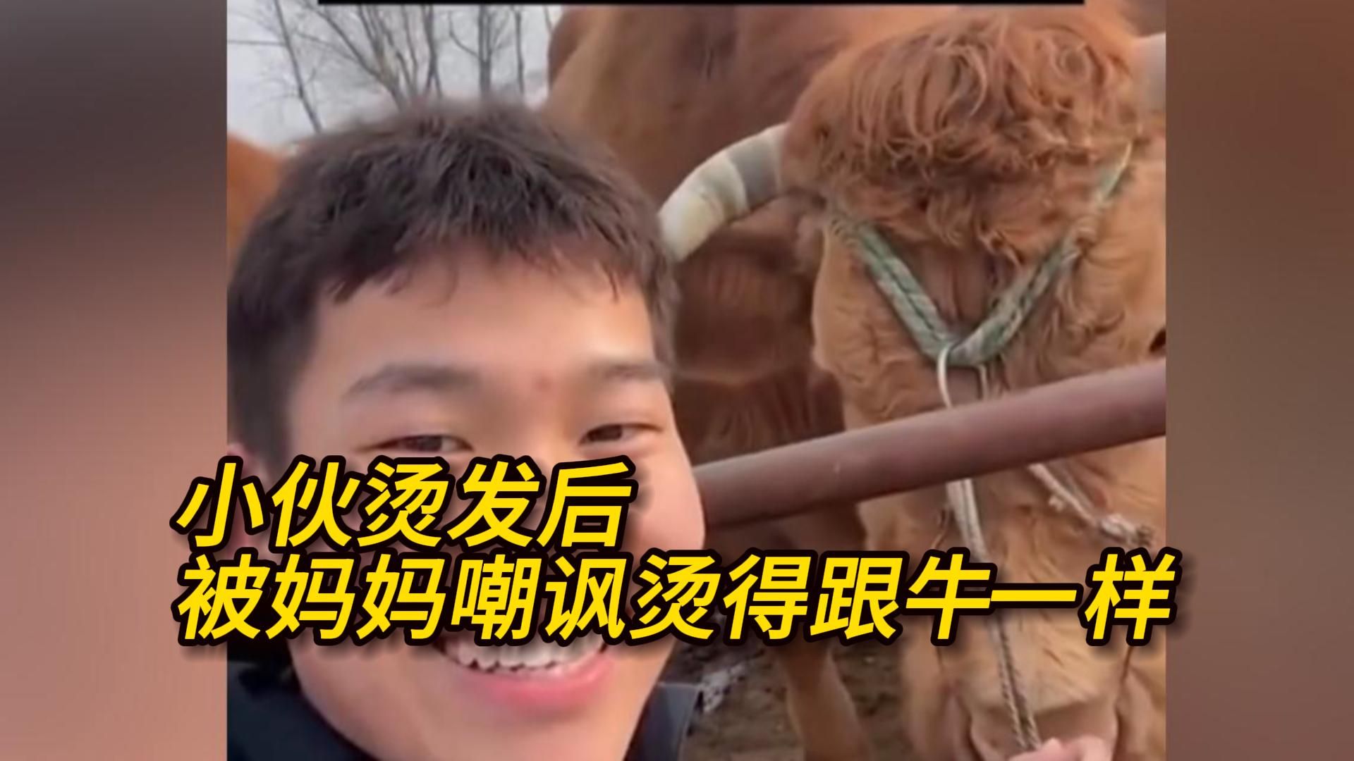 小伙烫发后被妈妈嘲讽烫得跟家里的牛一样 小伙要强的去找牛对比发型