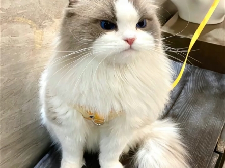 好可爱的布偶猫