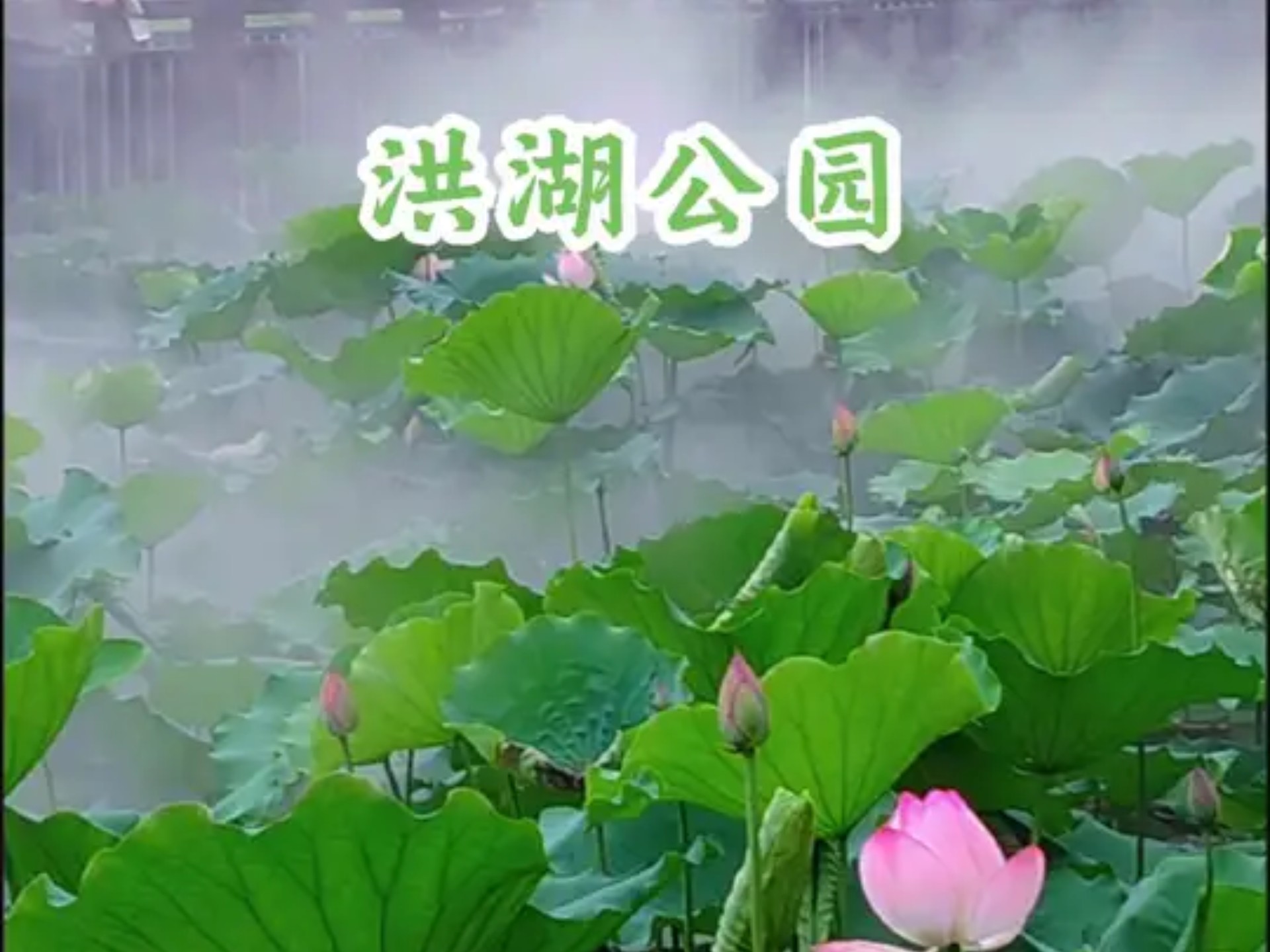 深圳 洪湖公园荷花已经陆续开放啦 预计下个月就盛花期了 喜欢拍照