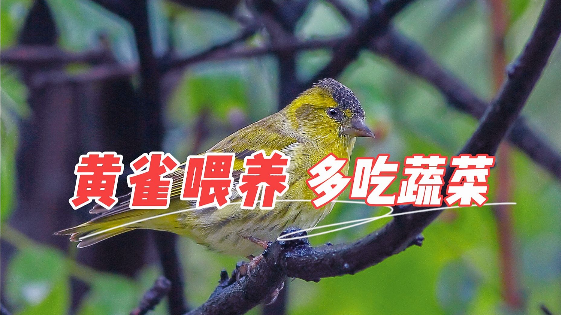 小黄雀：多吃蔬菜身体好！