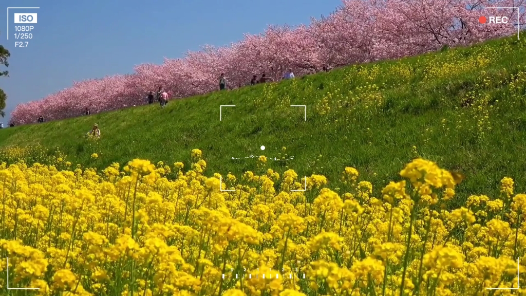 [图]春天的油菜花儿。