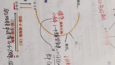 生物化学/磷酸戊糖途径和糖原合成分解哔哩哔哩bilibili