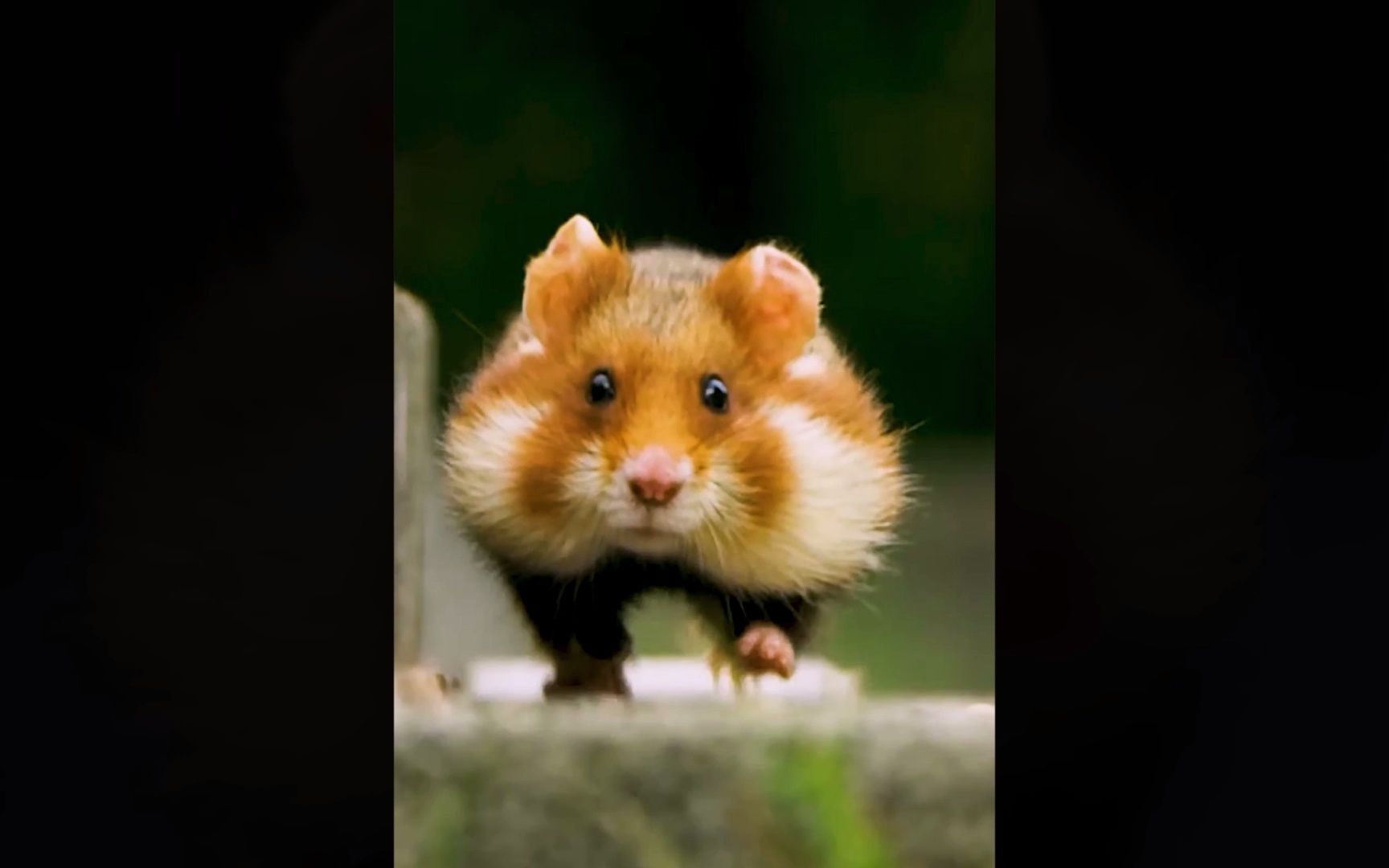 萌萌嗒,看看仓鼠是怎么跑步的,呆萌啊_哔哩哔哩_bilibili