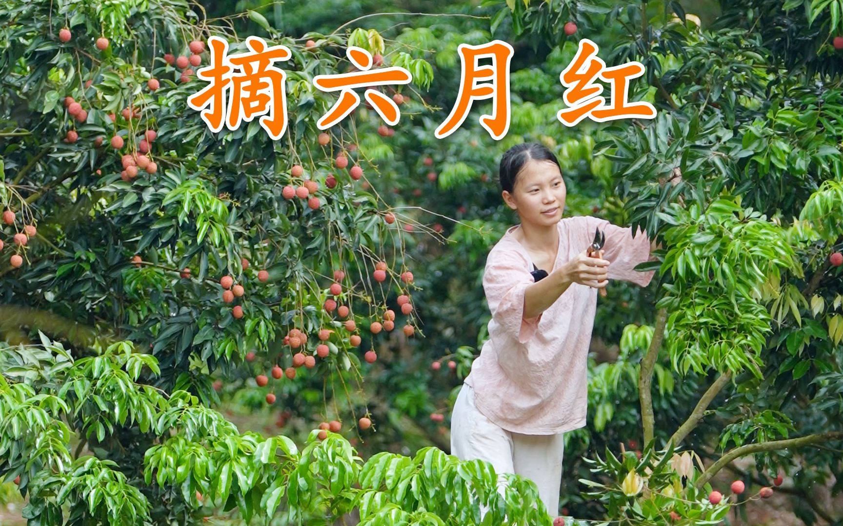 [图]一场大雨过后，山上的六月红荔枝更是诱人，摘回去做荔枝火锅