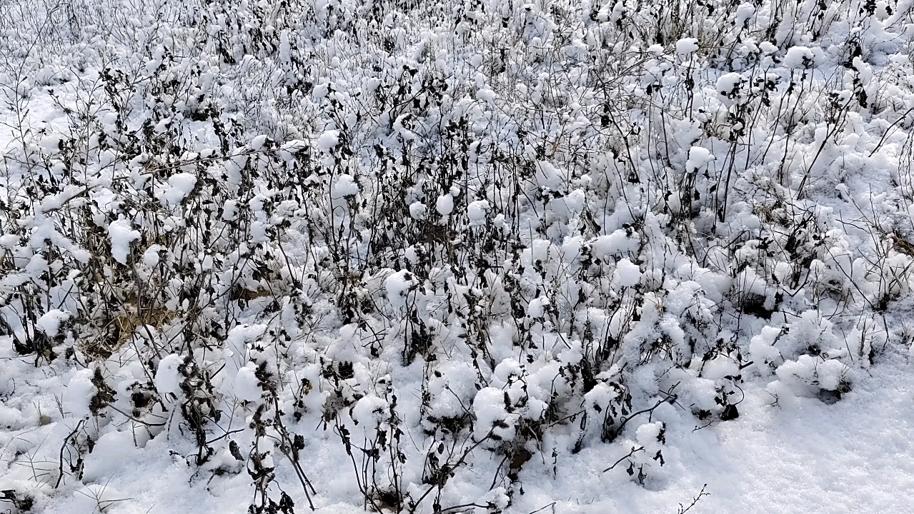 [图]鲁迅散文诗《雪》