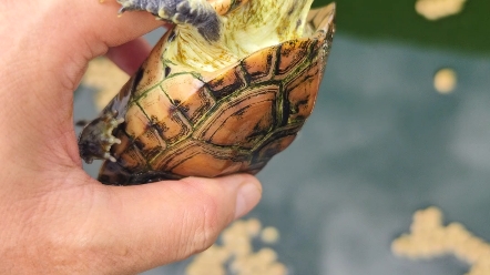 三年前的虎纹草龟,加温一年,冬眠两年,这体型有点太小了