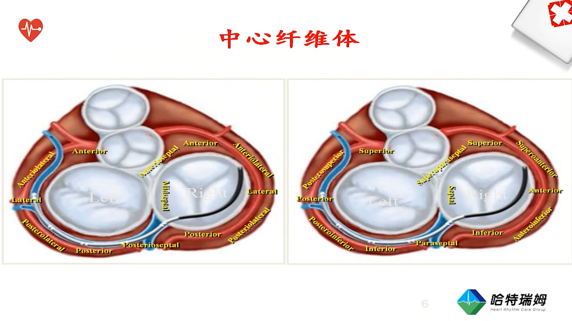 05心脏的解剖(上)