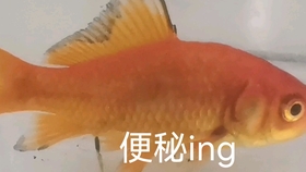 兰寿会便秘吗 哔哩哔哩 つロ干杯 Bilibili