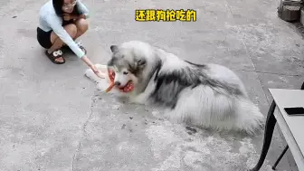 Video herunterladen: 测试一下我家三只狗护不护食