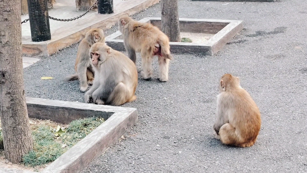 五龙口猴山猴群满地跑晒太阳找吃的