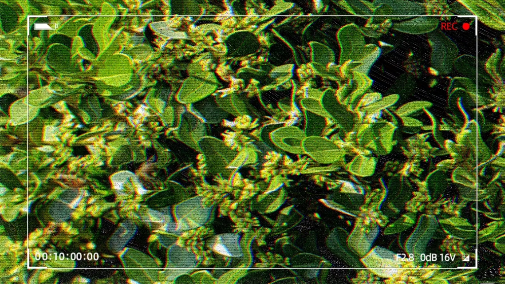 她们当中偶尔会看到几只貌似可能是某种拟态蜜蜂的苍蝇不知道是啥品种