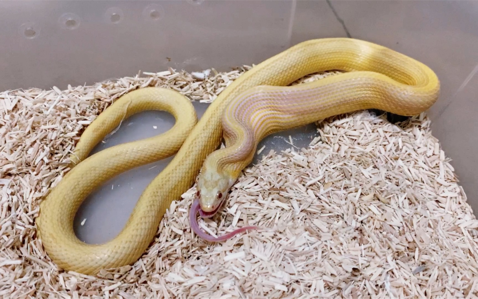 玉米蛇宠物蛇喂食小白鼠