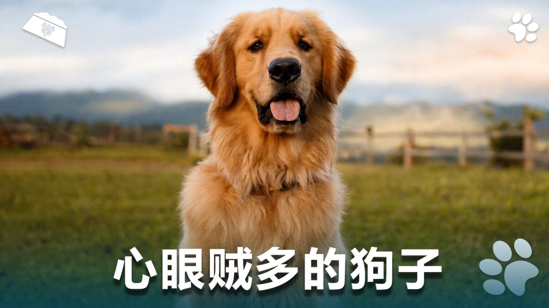 心眼贼多的狗子,让人无语