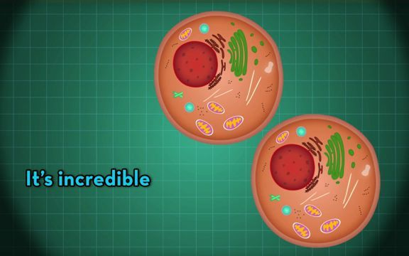 [图]Cells songs