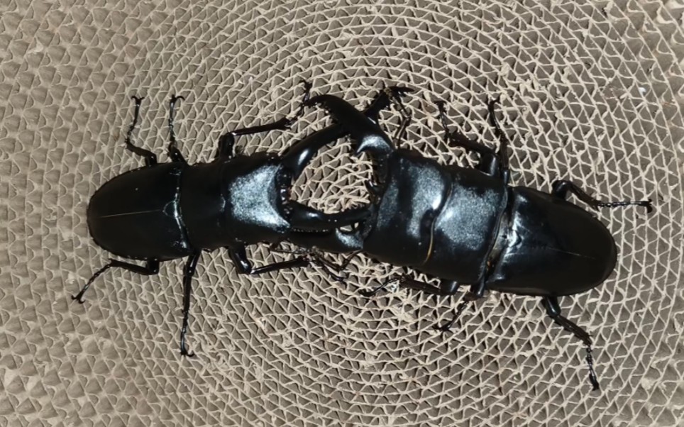 巴拉望巨扁用传统功夫的化劲击飞长颈鹿锯锹