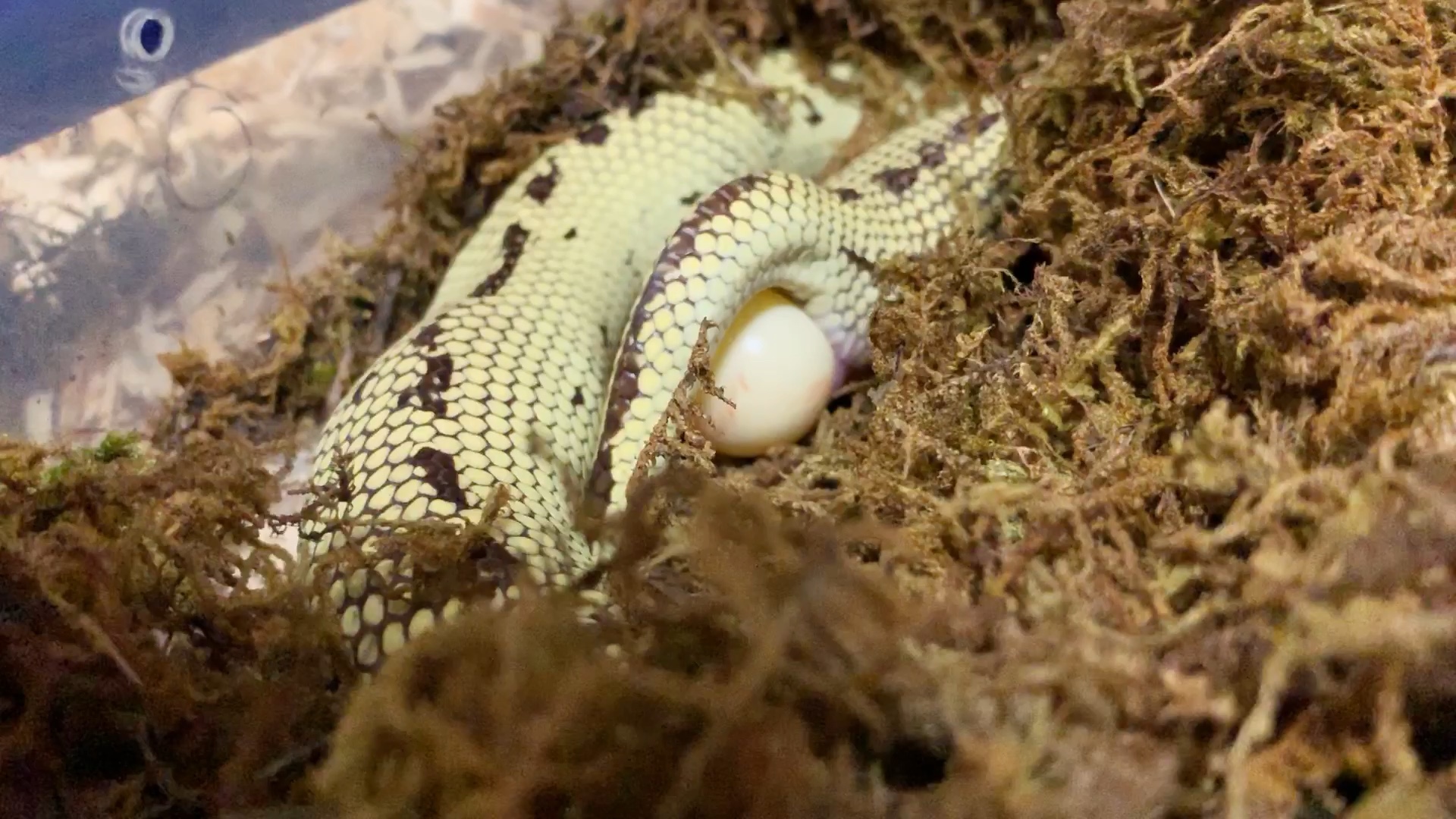 【加州王蛇】小蛇蛇生蛋啦_哔哩哔哩 (゜-゜)つロ 干杯~-bilibili