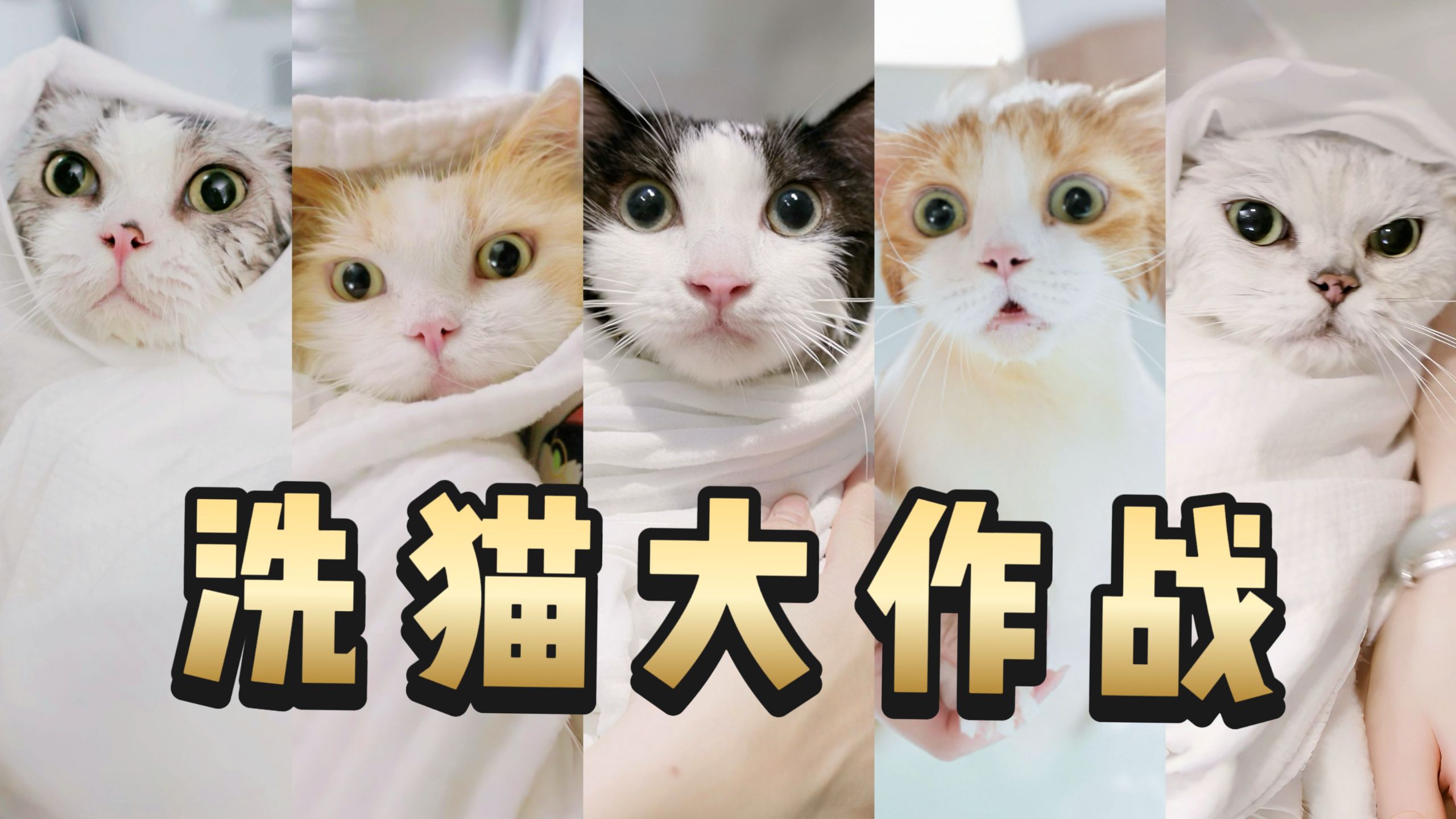 给五只猫同时洗澡，我还能活着吗？