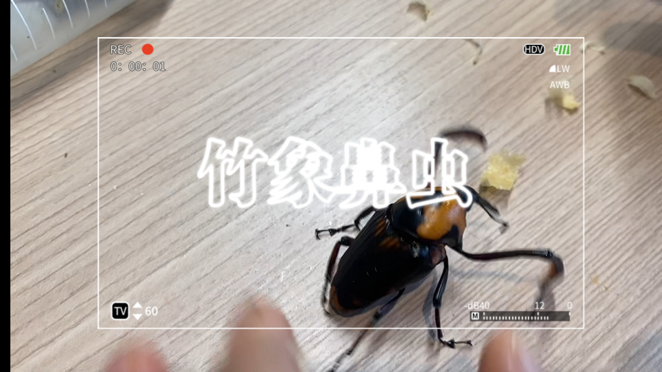 竹象鼻虫介绍