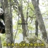 野生大熊猫争配偶打架，没想到原来野生大熊猫里也有老六存在！