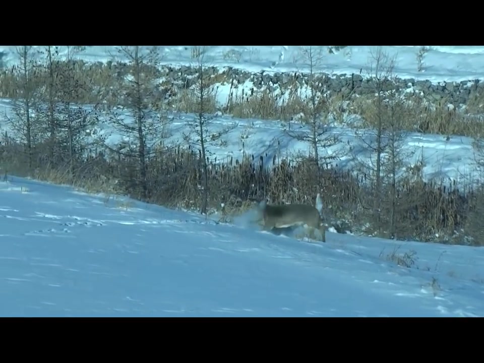 郊狼 (coyote) 捕食白尾鹿