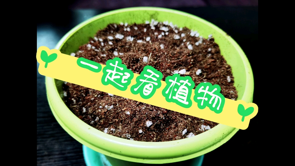 [图]我们一起看植物-好正生活