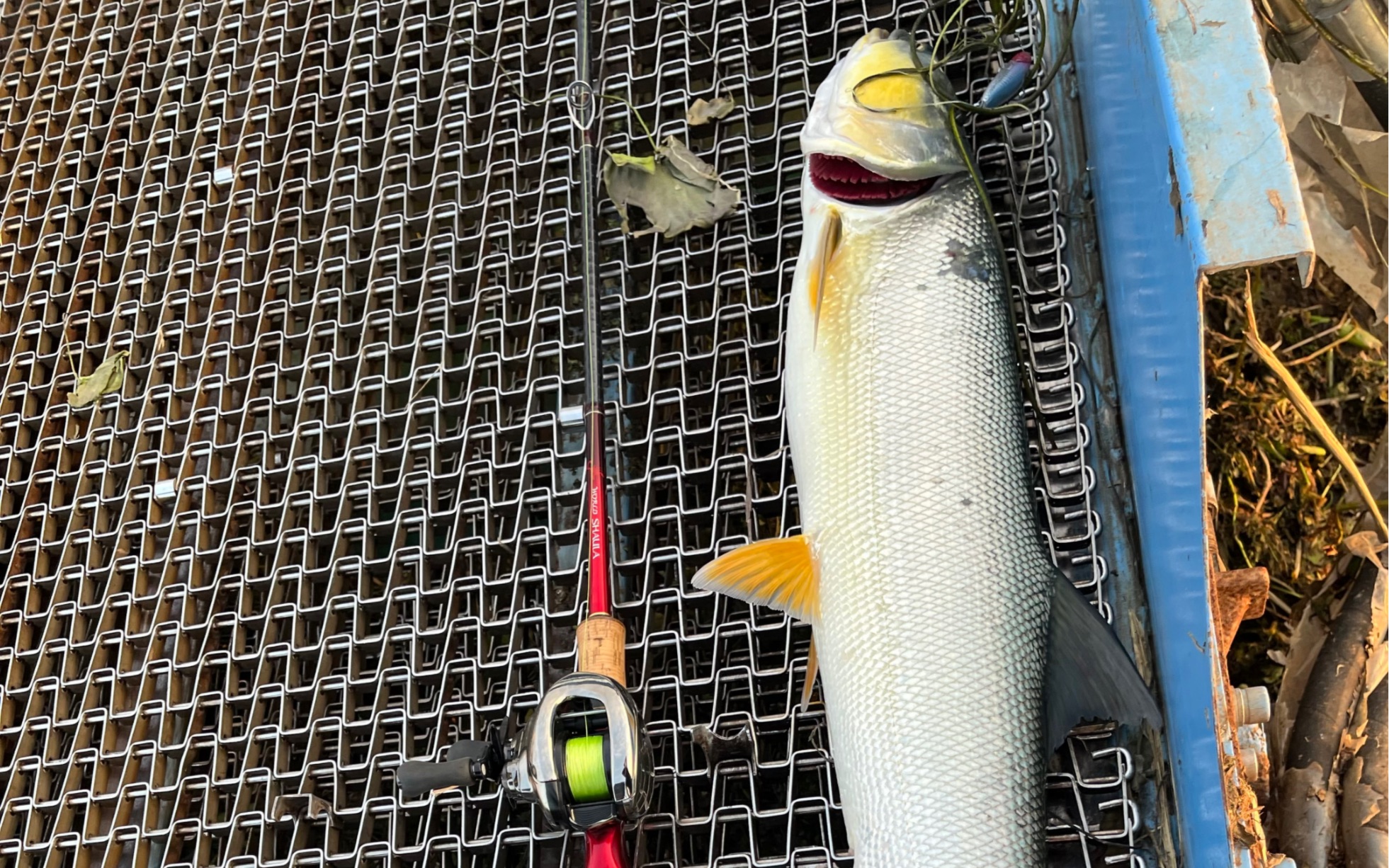 晚窗口期攻略翘嘴但意外收获亚米鳡鱼!