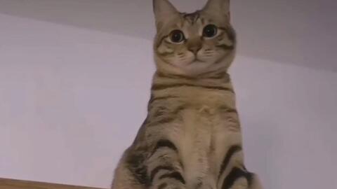 狸花猫 霸气的dragon Li 哔哩哔哩 Bilibili