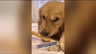 “嫉妒使狗面目全非”
