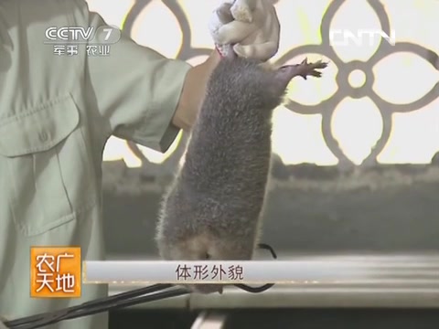 竹鼠养殖技术[高清版]哔哩哔哩bilibili